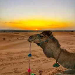 Jaisalmerien Desert Safari