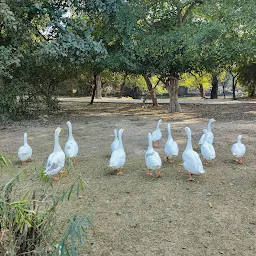 Jaitpur Pond