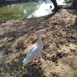 Jaitpur Pond