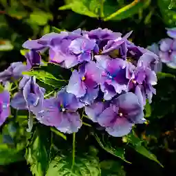 Jawaharlal Nehru Botanical Garden