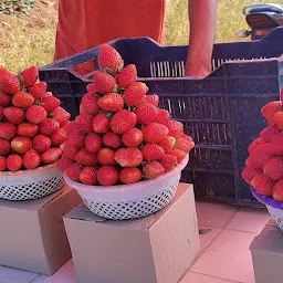 Jay Kisan Strawberry Suppliers Mahabaleshwar