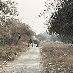 Jeep Safari in Rajaji National Park