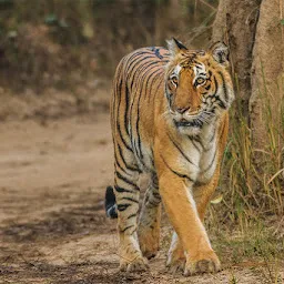 Jim Corbett National Park Ramnagar Tour Safari Packages