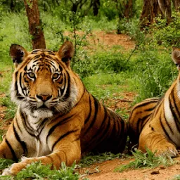 Jim Corbett National Park Ramnagar Tour Safari Packages