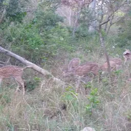 Jim Corbett National Park Uttarakhand India