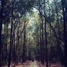 Jim Corbett National Park Uttarakhand India