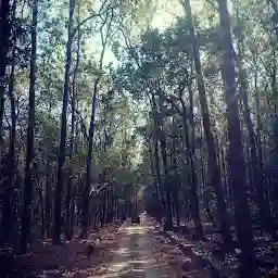 Jim Corbett National Park Uttarakhand India