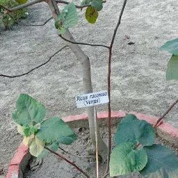 Jnpg College Botanical Garden