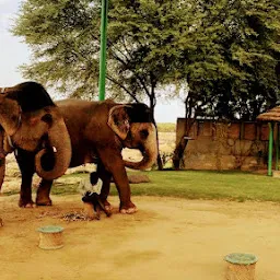 Jungle elephant safari