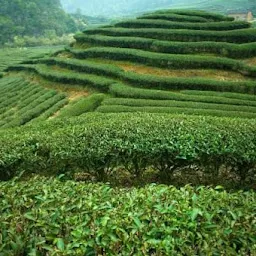 K K Tea Processors