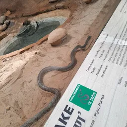 KAA - The Snake World