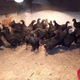 Kadaknath Farm Dhanjode Poultry Farm
