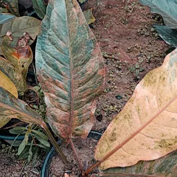 Kalpataru nursery