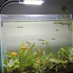 Kalrav fish aquarium