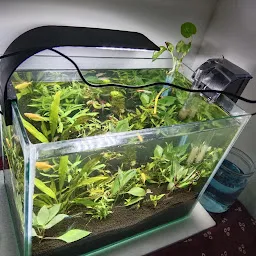 Kalrav fish aquarium