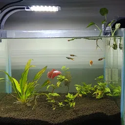 Kalrav fish aquarium