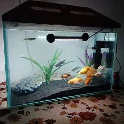 Kalrav fish aquarium