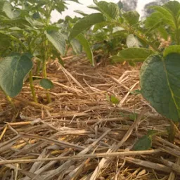 Kamboj Agricultural Farm Chandlana