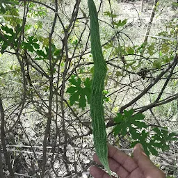 Kamboj Agricultural Farm Chandlana