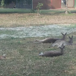 Kangaroo Zone