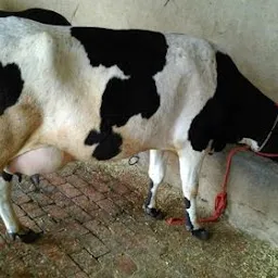 Karnal Dairy Farming - Cattle Farm,Livestock Farm