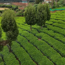 Karnataka garden ooty