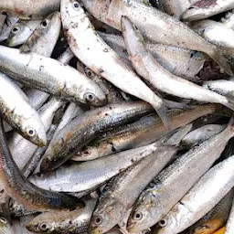 Kasimedu Fish Market