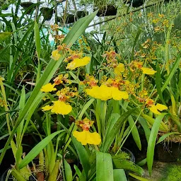 Kaziranga National Orchid and Biodiversity Park