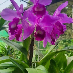 Kaziranga National Orchid and Biodiversity Park