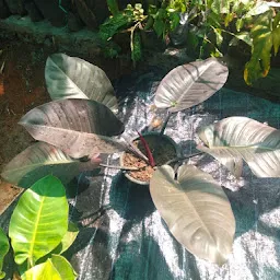 Keerthy Biopark Botanical Nursery, Trivandrum