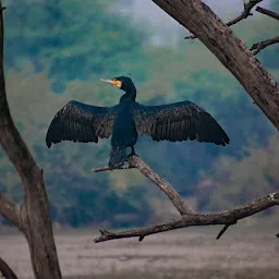 Keoladeo National Park, Rajasthan