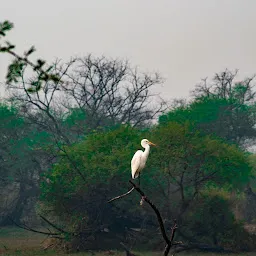 Keoladeo National Park, Rajasthan