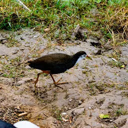 Keoladeo National Park, Rajasthan