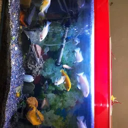 Keshri fish aquarium