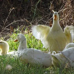 Khemka Farm Bharani Bilaspur