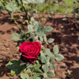 KIIT Rose Garden