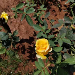 KIIT Rose Garden