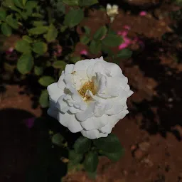 KIIT Rose Garden