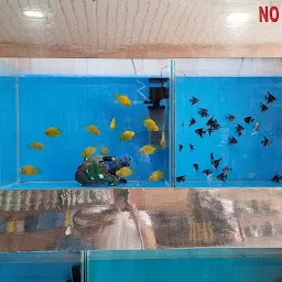 Kingra fish aquarium