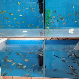 Kingra fish aquarium