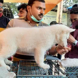 KOLKATA DOG HOUSE