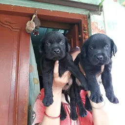 KOLKATA DOGS LOVER { AVAILABLE All TYPES OF PETS }