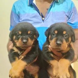 KOLKATA DOGS LOVER { AVAILABLE All TYPES OF PETS }