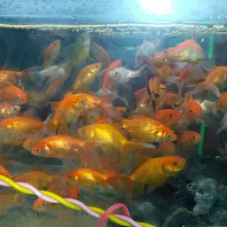 Kovai Aquarium
