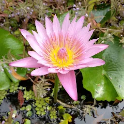 Kuilapalayam Pond