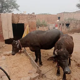 Kurukshetra Gausala Kaithal