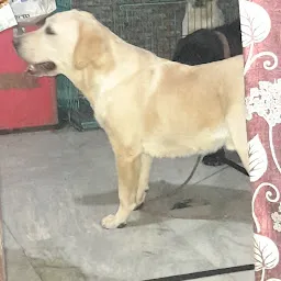 Labrador dog kennel