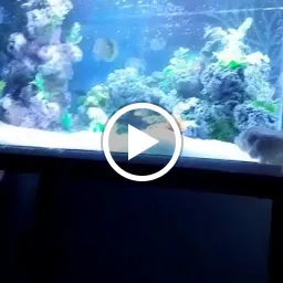 LALA FISH AQUARIUM