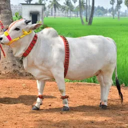 Lalmani Dairy Farm