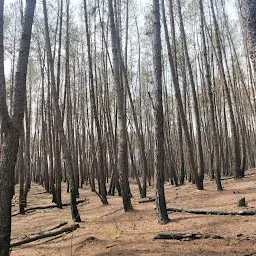 Langrarim pine woods forest